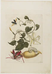 Red Beetle, White Morning Glory, 1705-71